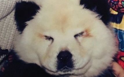 В Италии появились "собако-панды": хозяин цирка выдавал своих щенков за черно-белых мишек