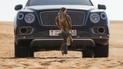 Bentley Bentayga получил набор для любителей соколиной охоты