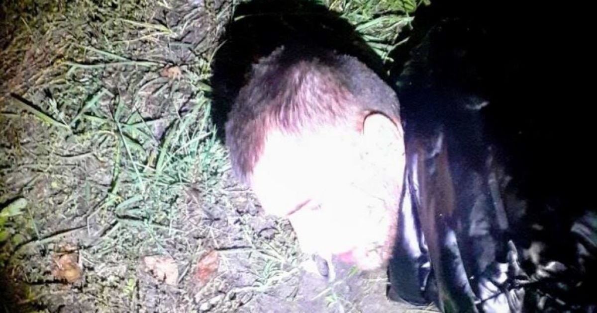 В одному з парків Києва спіймали чоловіка, який переслідував дівчат
