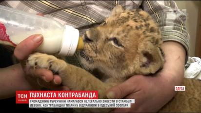 Одесские пограничники спасли жизнь львенку, которого пытались контрабандой вывезти из Украины