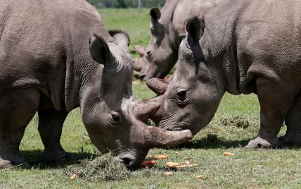 Ученые создали эмбрион северного белого носорога для спасения почти исчезнувшего вида