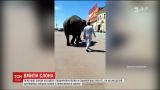 У мережі з’явилось відео, як на одній з чернівецьких автомийок купають слона