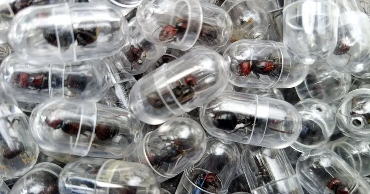 Редкие муравьи в пробирках, за перевозку которых арестовали мужчину