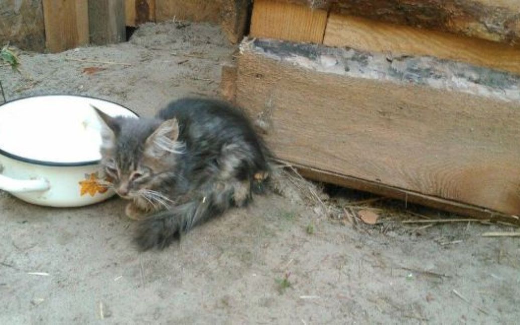 Почти 100 котят оставили в лесу. / © Украинская правда