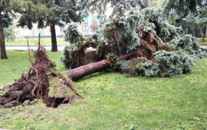 Викорчувані з корінням дерева і затоплені вулиці: що в Дніпропетровській області накоїла негода (фото)