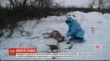 В Запорожской области волк покусал трех человек