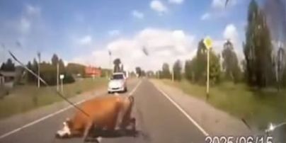 У Росії водій врізався у корову та бика, що спарювалися