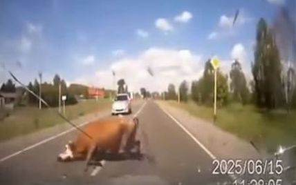 У Росії водій врізався у корову та бика, що спарювалися