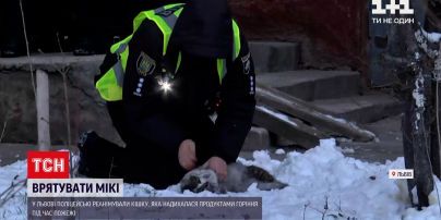 У Львові поліцейські реанімували кішку, яка надихалася продуктами горіння під час пожежі