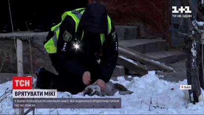 Во Львове полицейские реанимировали кошку, что надышалась продуктами горения во время пожара