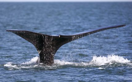У річці у Франції заблукав уже третій кит