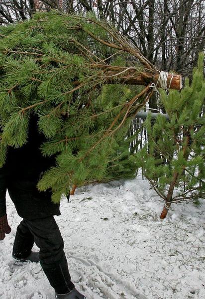 Покупка ялинки