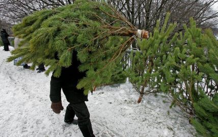 В Киеве начали работу пункты по приему елок