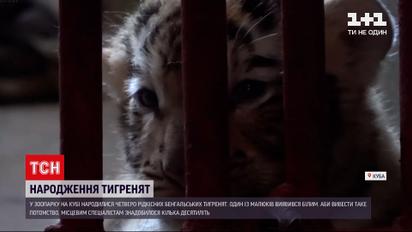 Новости мира: в кубинском зоопарке родились сразу 4 бенгальских тигра
