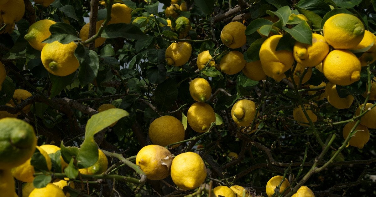 Топ-5 фруктовых деревьев, которые можно выращивать в теплицах зимой