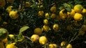 Лимонне дерево