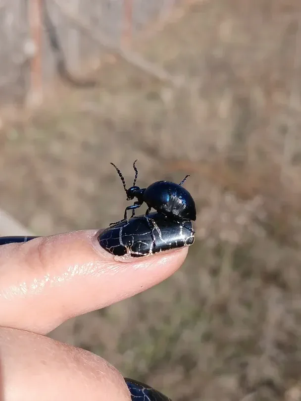Отруйний жук налякав українців: який він має вигляд та чи справді він смертельно небезпечний