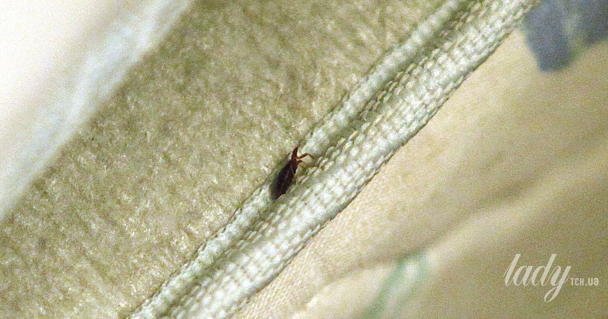 как не принести домой клопов вместе с винтажными находками