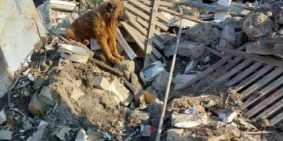 "Його звати Крим": стала відома доля пса, який сидів на руїнах знищеного ракетою будинку в Дніпрі