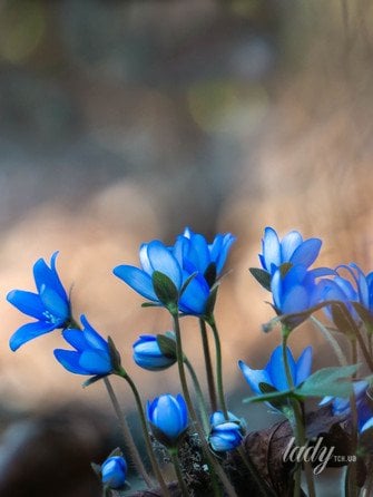 Весняні квіти