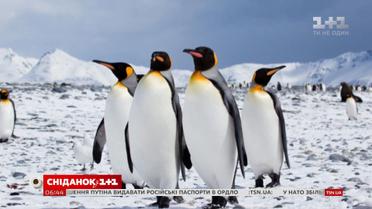 Цікаві факти про пінгвінів