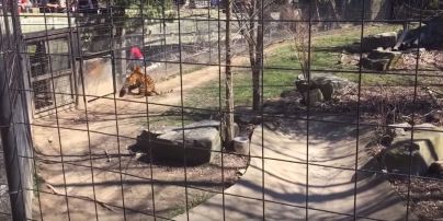 В торонтском зоопарке женщина перепрыгнула ограду вольера тигра, чтобы спасти свою шляпу