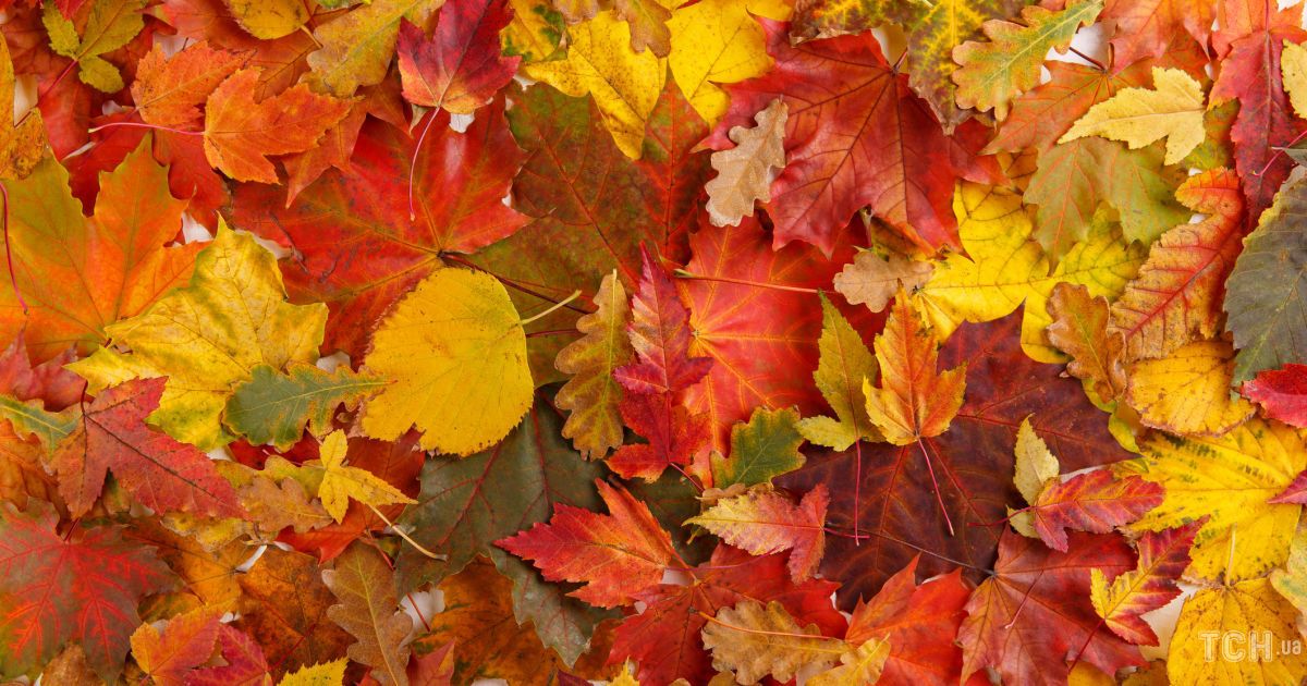 Гороскоп на 15 октября для всех знаков Зодиака