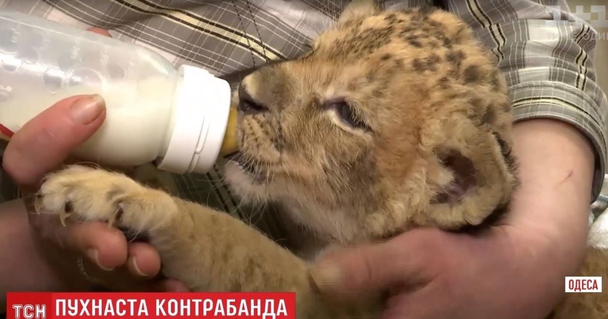 В Одесі дали ім'я виявленому на митниці контрабандному левеняті