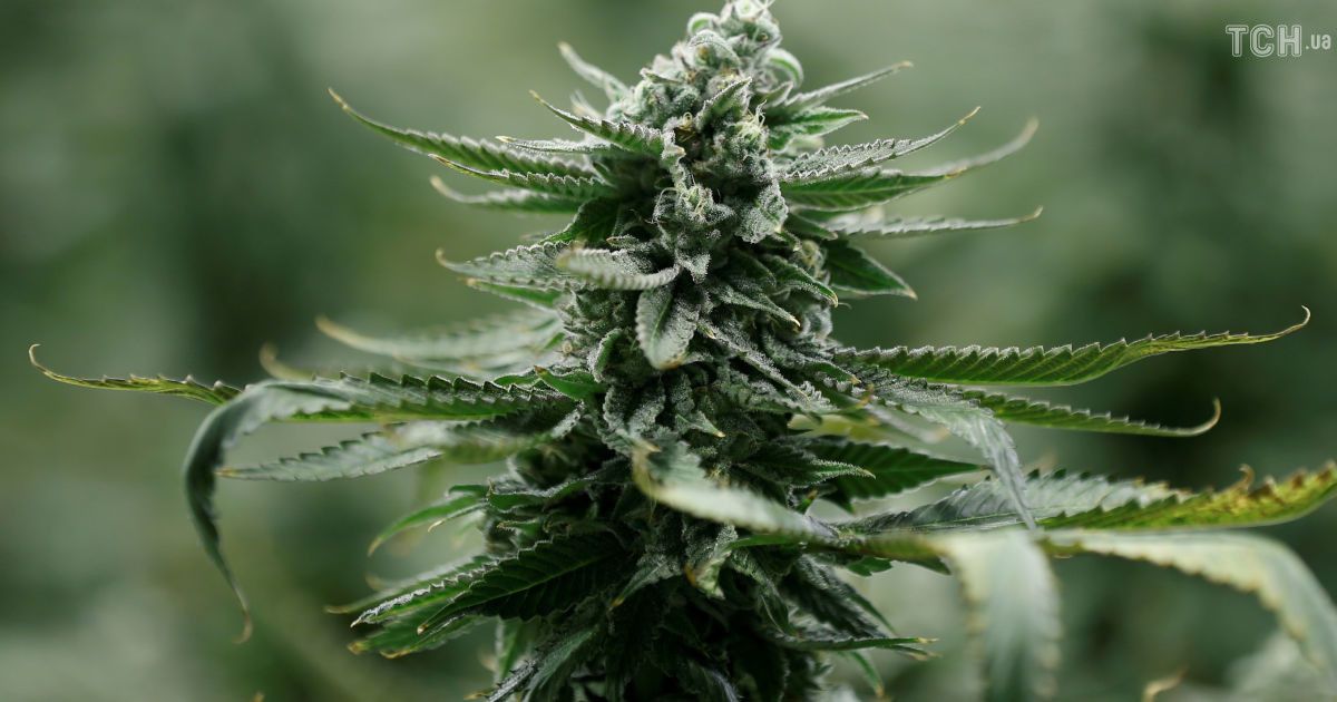 В Италии полиция провела операцию "Тайные сады" и изъяла марихуаны на 20 млн евро