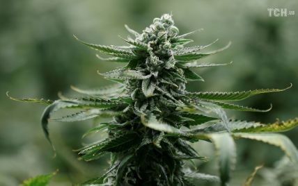 Канада первой из стран "Большой семерки" легализовала марихуану