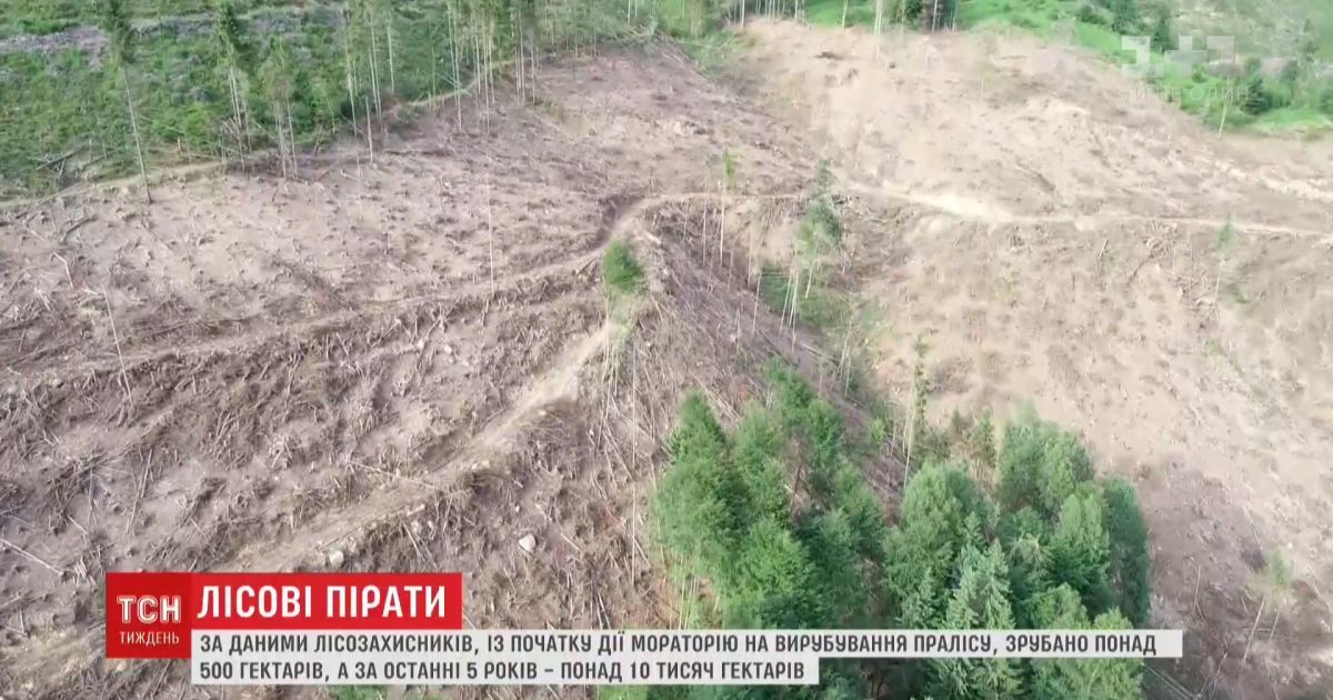 Мораторій на вирубування пралісу спровокував лісорубів зрізати побільше унікальних дерев