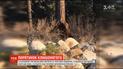 Порятунок ведмежати: у Каліфорнії маленький хижак застряг у смітнику