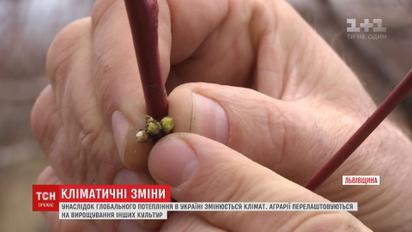 Аграрії перелаштовуються на вирощування непритаманних для України культур
