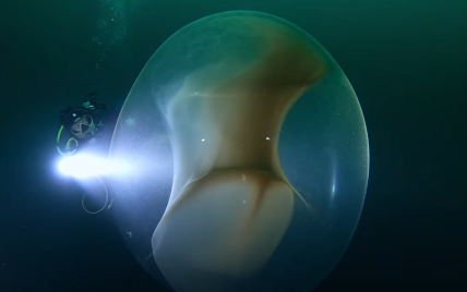 В норвежских водах обнаружили гигантские кладки яиц кальмара: потрясающее видео
