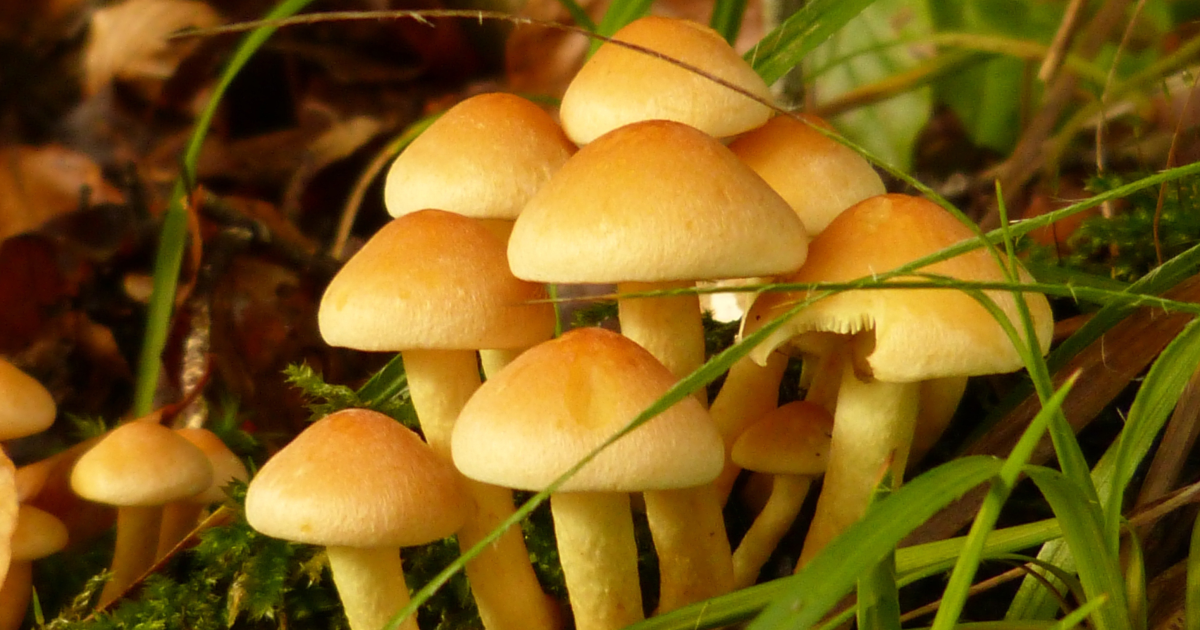 Як виросити опеньки самостійно