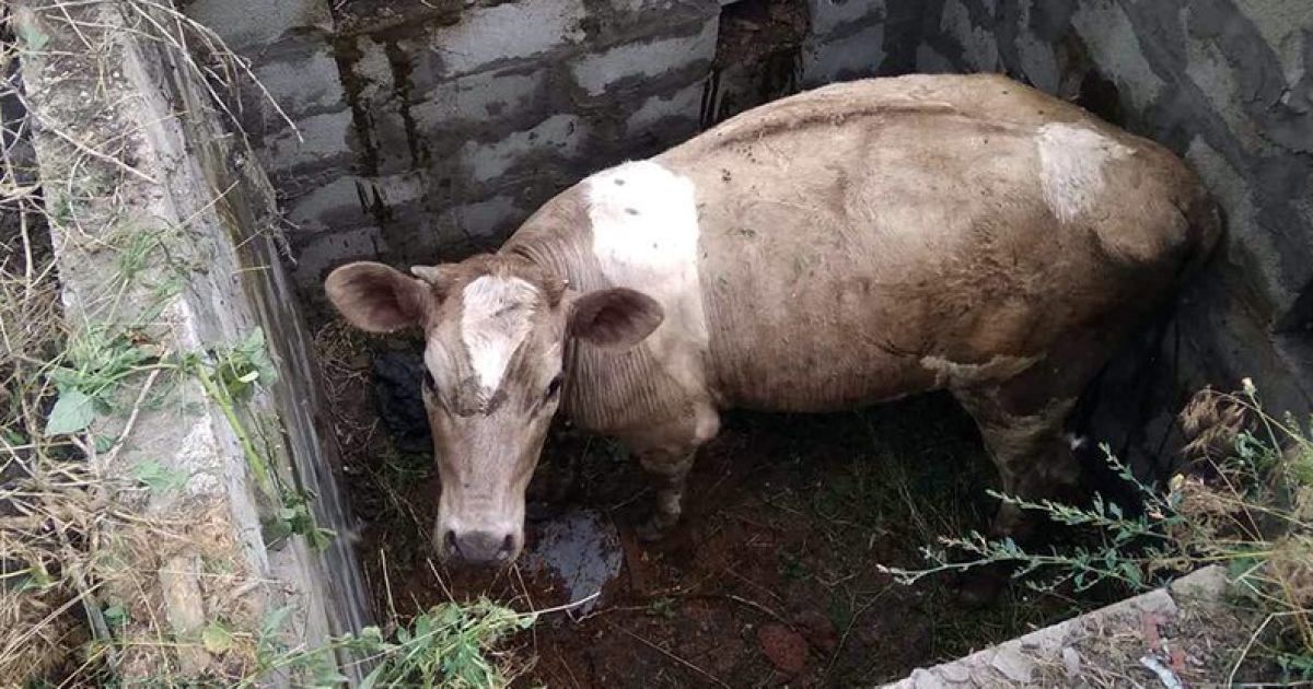 Упала в яму: на Дніпропетровщині рятувальники діставали корову з пастки