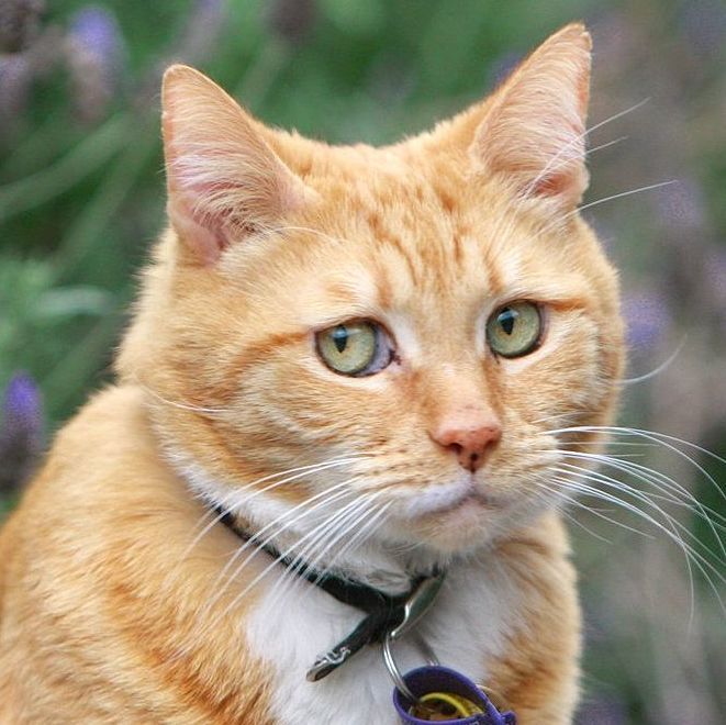 Ученые обвинили кошек в вымирании десятков видов животных