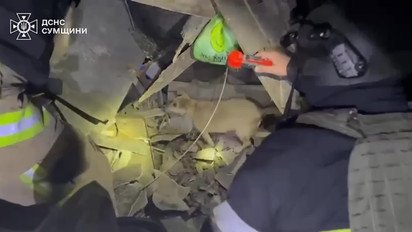 ГСЧС в Сумской области после атаки достали из-под обломков собачку