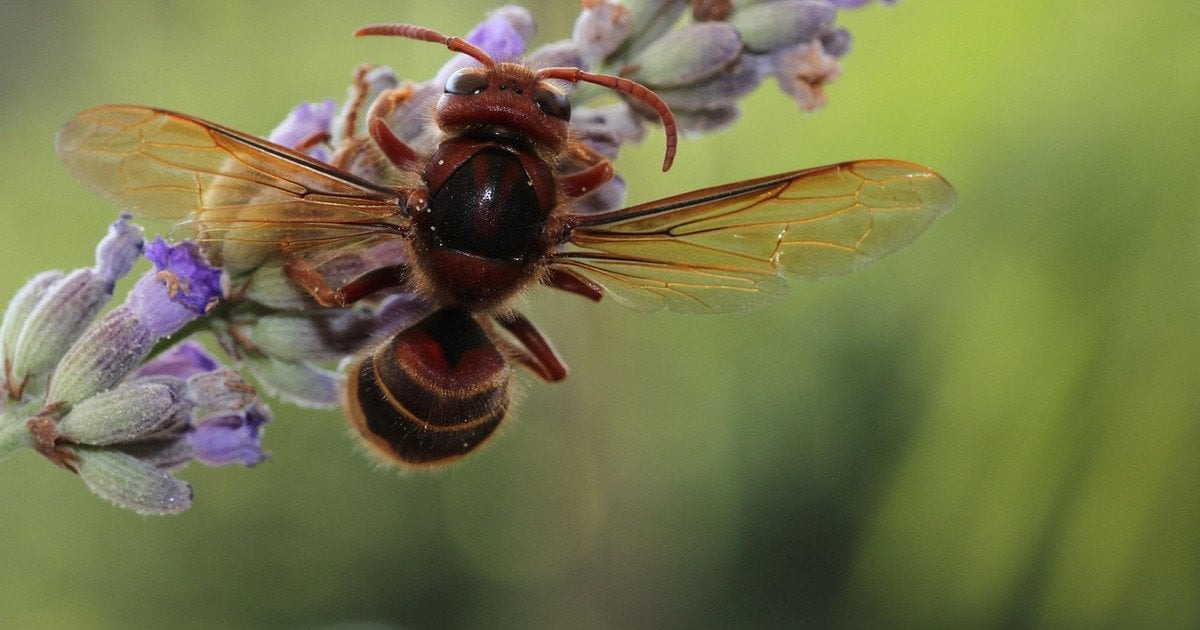 Рослини, що приваблюють шершнів