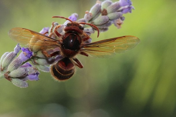 Сім садових рослин, які немов магніт притягують шершнів: садівники роблять цю помилку щороку