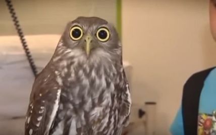 Пользователей Сети рассмешило видео с пучеглазой шокированной совой