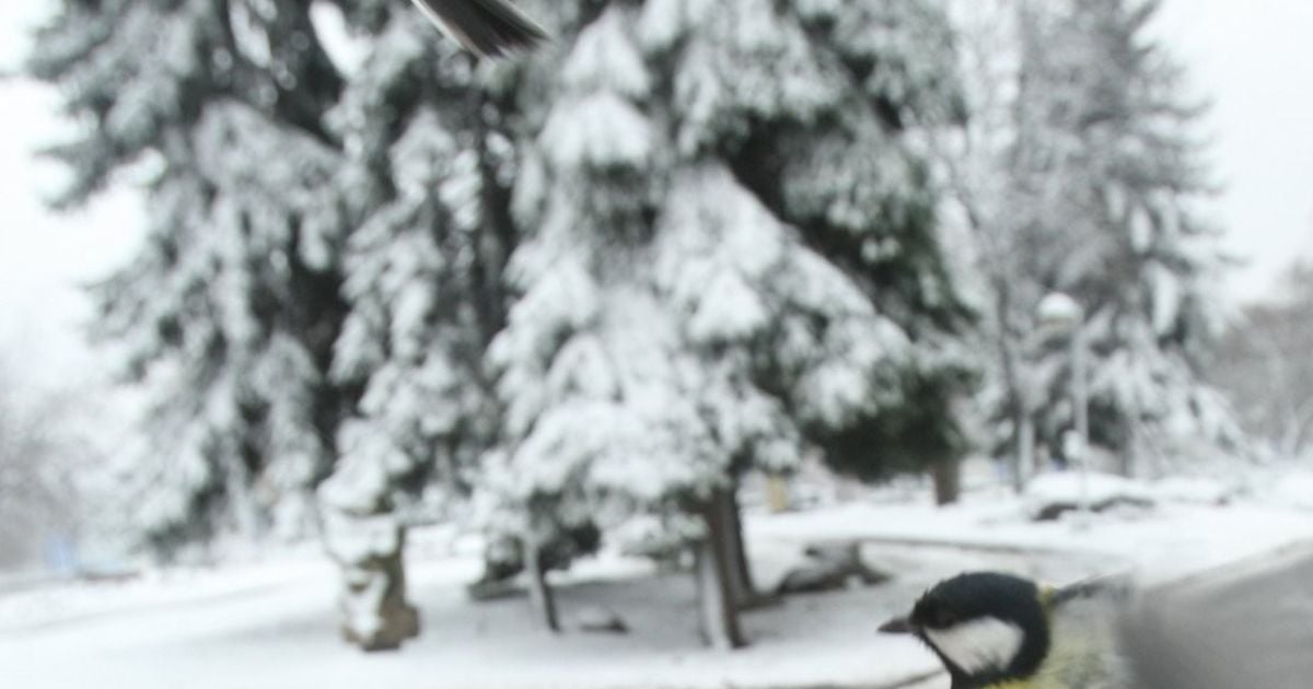 Воскресенье посыпет снегом почти всю Украину. Прогноз погоды на 18 декабря