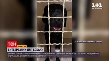 Новости Днепра: в ветклинике спасали лабрадора с сильным похмельем