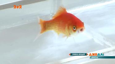 В Израиле рыбу научили управлять машиной