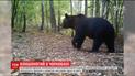 Ученым удалось заснять прогулку бурого медведя по зоне отчуждения