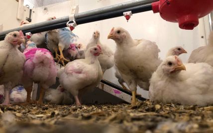 ЄС заборонив ввезення курятини з України