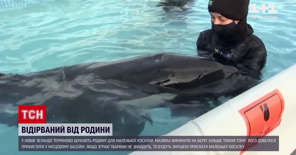 Новини світу: в Новій Зеландії терміново шукають зграю для маленької косатки
