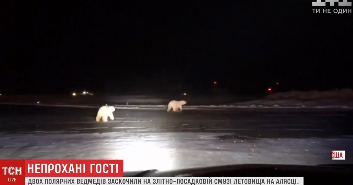 Двоє ведмежат на злітно-посадковій смузі заблокували аеропорт у США