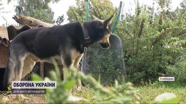 Кинули, тікаючи від війни – на Київщині з'явилося багато безпритульних тварин