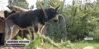 Бросили, убегая от войны – на Киевщине появилось много бездомных животных